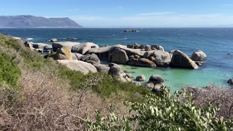 Boulders-Beach-near-Simons-Town,-South-Africa,-ocean,-rocks,-and-trees-gimbal-move