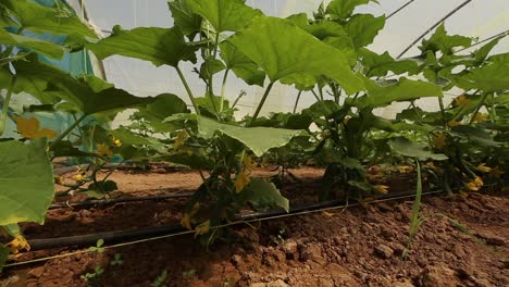 growing vegetables in green houses and drip irrigation