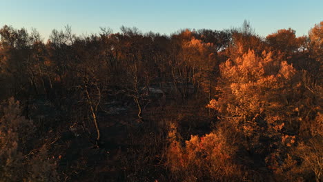 drone flying low over in burned woods, wildfire aftermath on a sunny evening