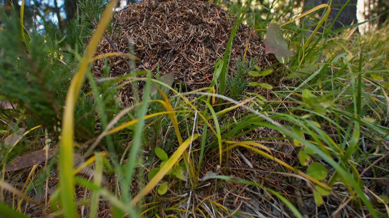 el hormiguero se acercó a la plataforma rodante inclinada