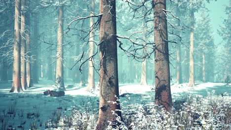 Mystischer-Winterwald-Mit-Schnee-Und-Sonnenstrahlen,-Die-Durch-Bäume-Fallen