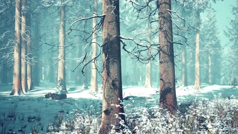 mystical winter forest with snow and sun rays coming through trees