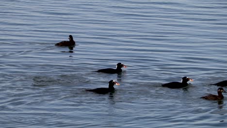 Surf-Scoter-En-La-Costa-De-Oregon-Nadando-En-La-Bahía