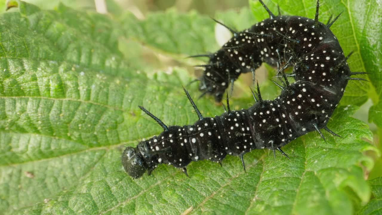 Peacock caterpillar shifts forward on leaf, subtle leg movement in sunlight