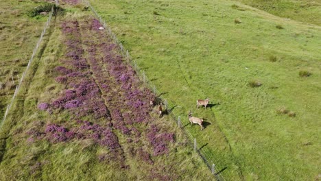 drone shot of a herd of red deer on the moorland and peatland on the isle of lewis, part of the outer hebrides of scotland