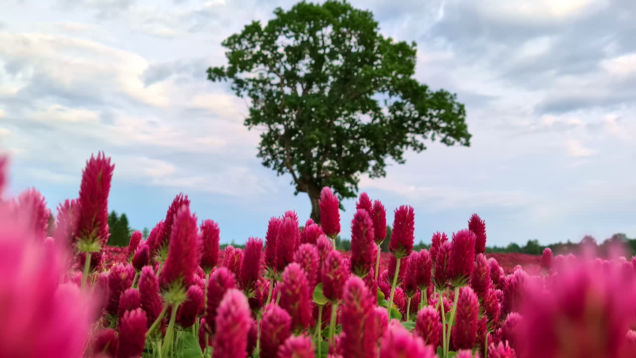 Majestic blooming crimson clovers and lonely tree in background, low angle view