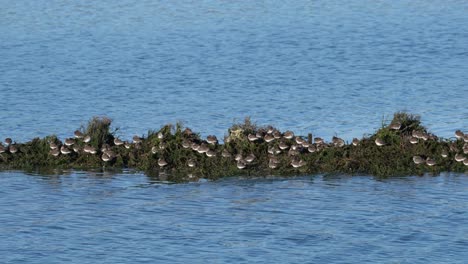 a large colony of baby sandpiper shore birds at elkhorn sloughs nature reserve