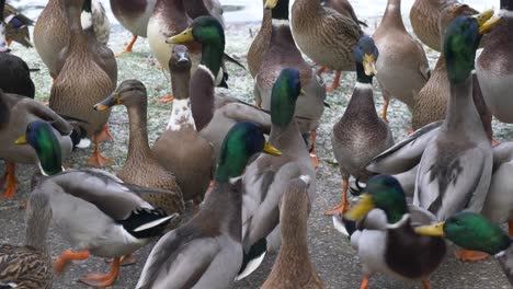 Close-up-of-a-group-of-mallard-ducks-looking-around-waiting-for-food-bread-being-fed