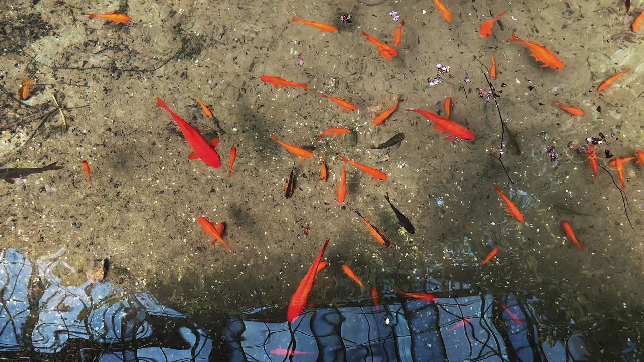 Goldfish in a Pond