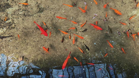 goldfish in a pond