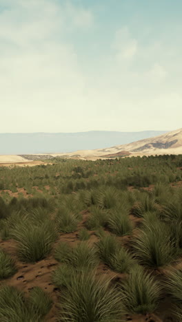 desert landscape with grass and sand dunes