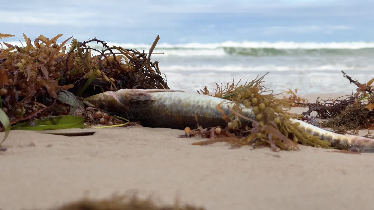 Close-up of a dead fish washed ashore in South Australia, amidst a ...