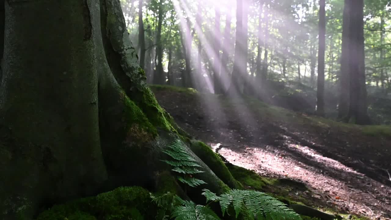 toma de pedestal de raíces cubiertas de musgo de un árbol gigante en el bosque y rayos de sol en el fondo - primer plano