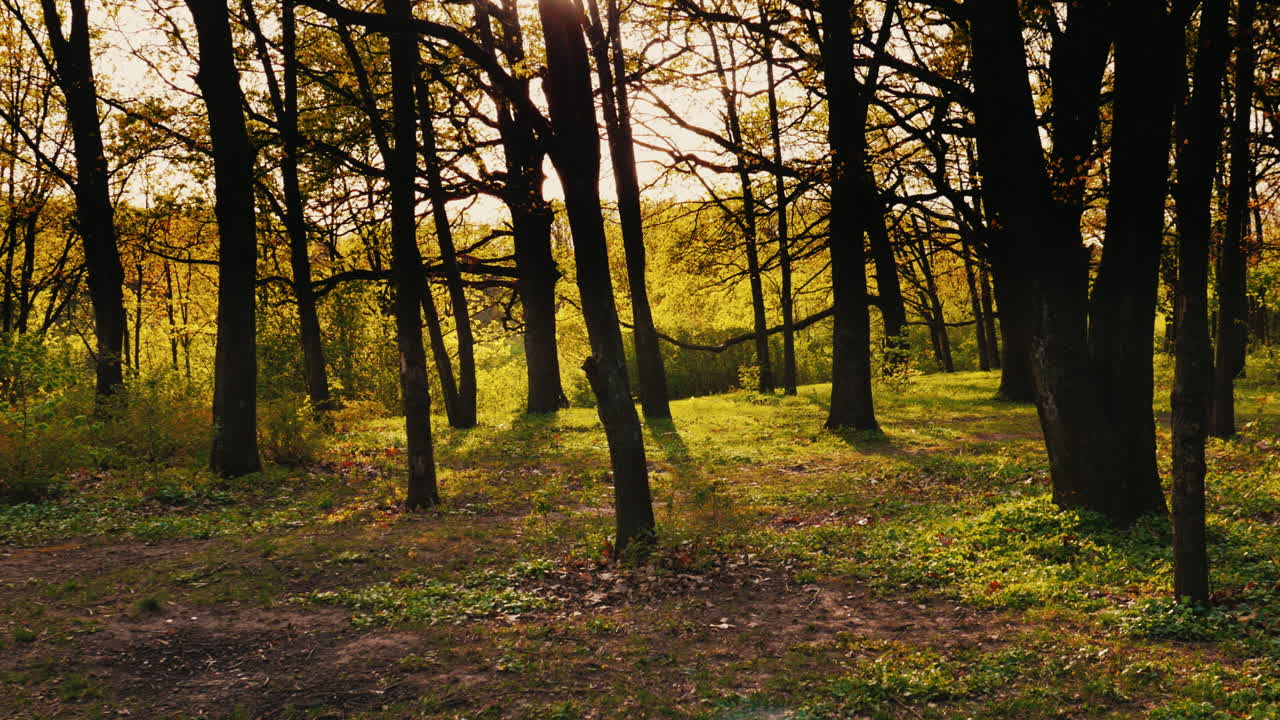 тропинка в прекрасном весеннем лесу
