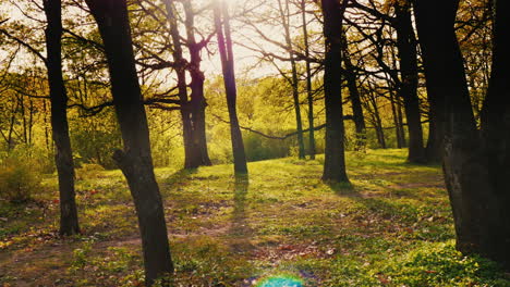 un camino en un hermoso bosque de primavera