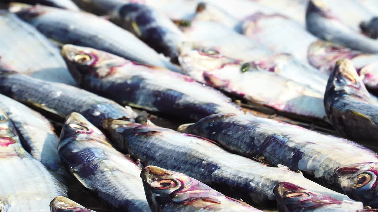 primer plano de la mosca en los peces capturados y dejados en exhibición cerca de la playa
