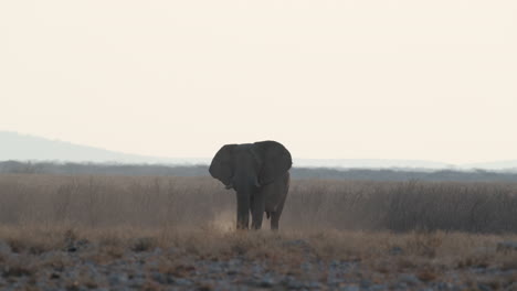 lone african bush elephant isolated in wildlife savanna