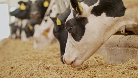 Close-up-of-black-and-white-milking-cows-eating-hay-in-a-modern-farm-barn