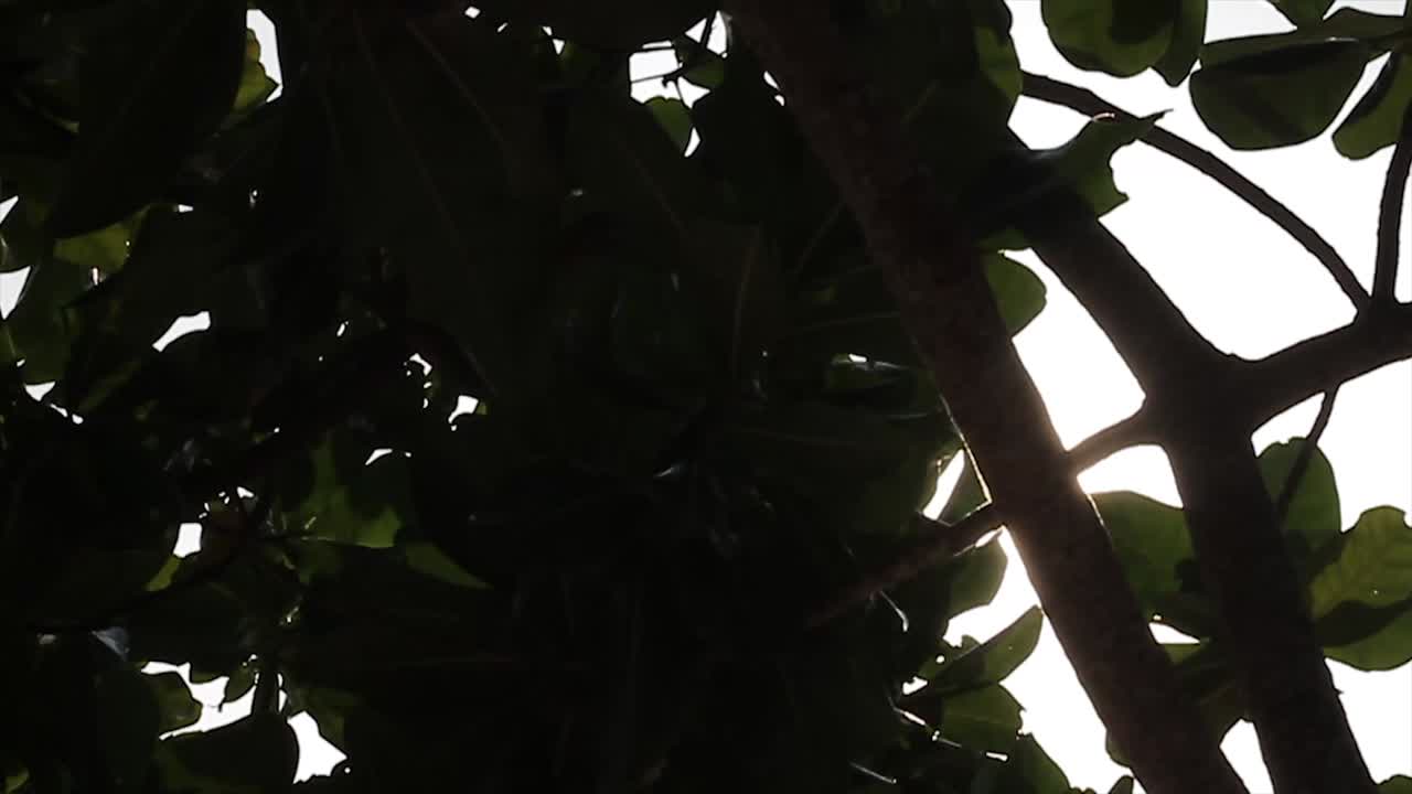 Tropical leaf with sunlight and lens flare