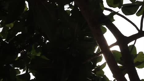 tropical leaf with sunlight and lens flare