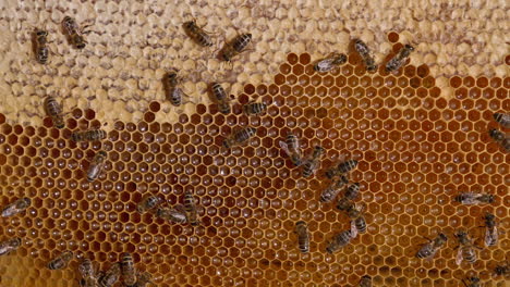 honeycomb with bees