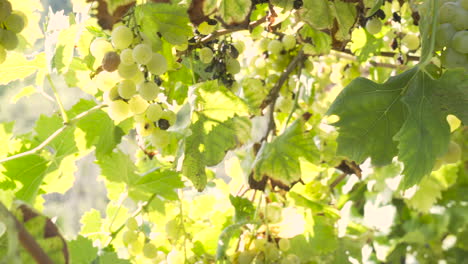 close bright shot of grapes clusters hanging on the plant, while a man harvesting in the background in the vineyard on a sunny day