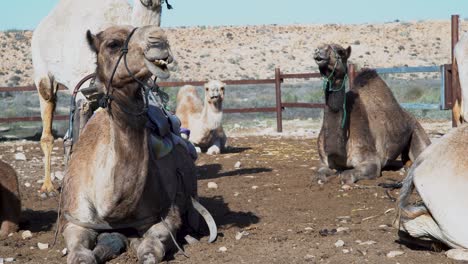 borwn camels sit on the ground in a desert farm and chew, white camle stand up and walk out