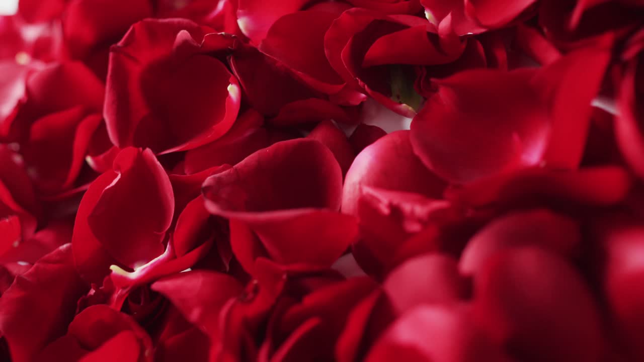 Red rose petals on pink background at valentine's day