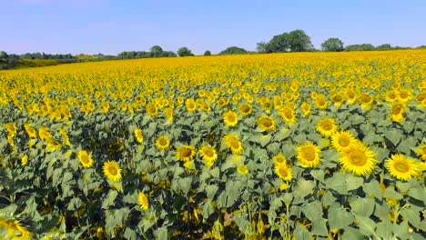 fliegen über sonnenblumenfeld 2