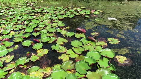 Aerial-drone-flight-over-Lily-Pads-with-white-flowers