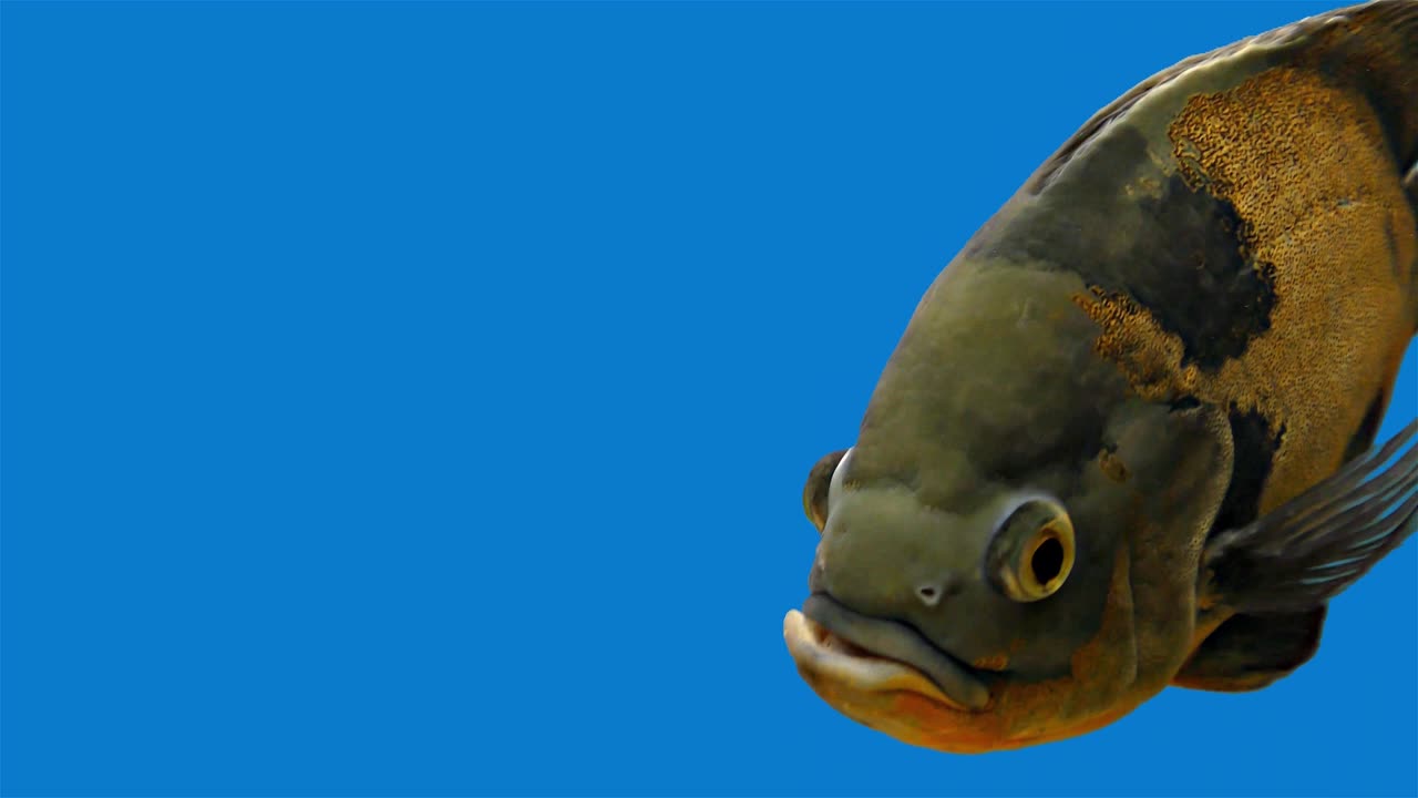 pez tropical del amazón - tigre oscar, fondo azul, pantalla azul