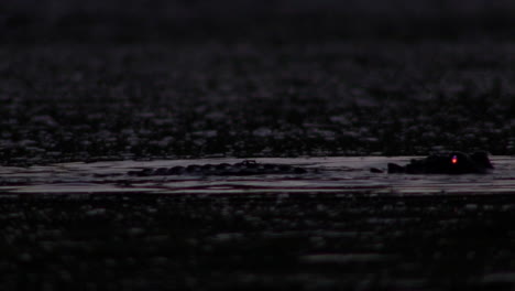an alligator leaps at night with eye shining