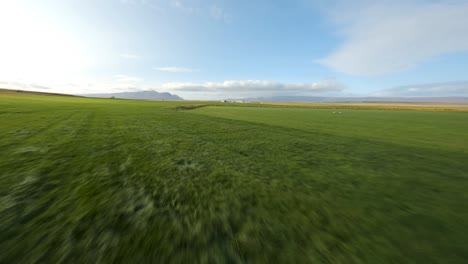 low angle aerial view of a green meadow with yellow grass near a village in iceland, captured using an fpv drone on a sunny summer day