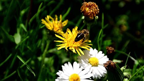 abeja recogiendo polen de flor amarilla