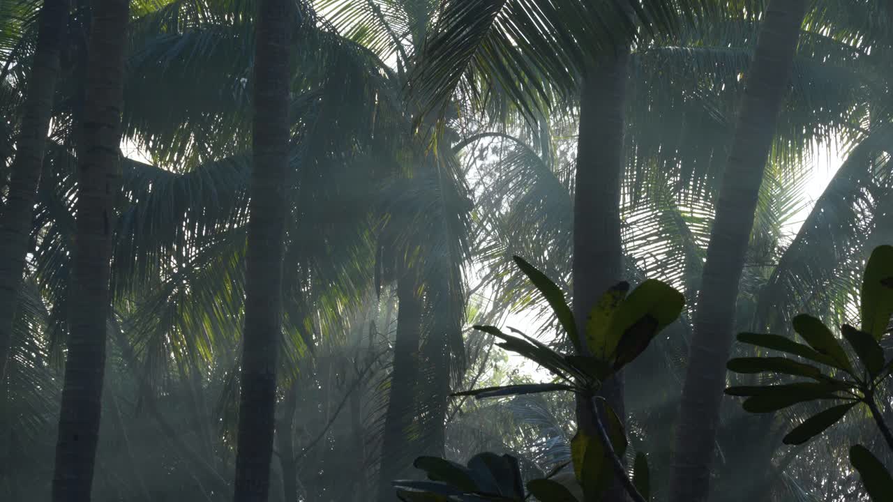 paisaje misterioso en la selva tropical llena de humo, tierra de mitos y fantasmas