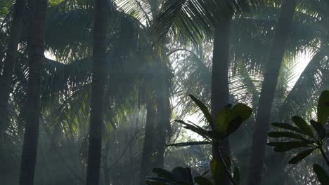 Geheimnisvolle-Landschaft-Im-Rauchgefüllten-Tropischen-Dschungel,-Land-Der-Mythen-Und-Geister