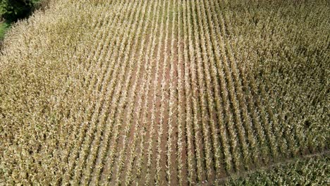 Drones-Inspeccionando-Una-Granja-De-Maíz-En-Kenia