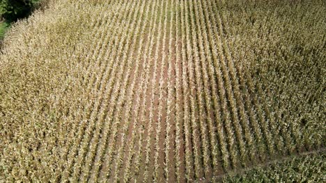 drones inspeccionando una granja de maíz en kenia