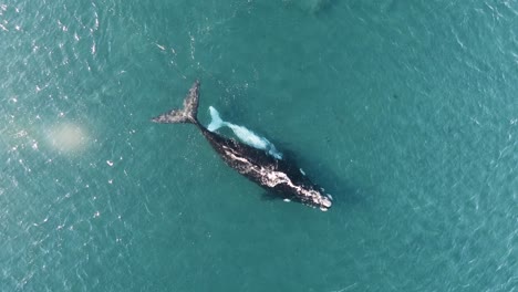 Two-Beautiful-Whales-in-shalow-clear-waters,-zoom-in-aerial-shot