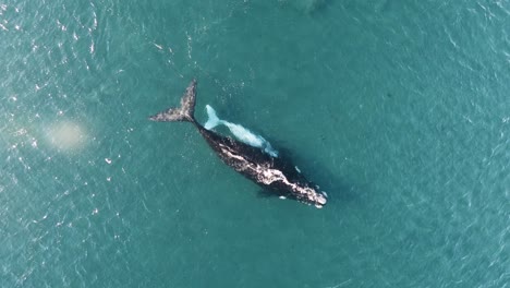 兩隻美麗的魚在浅淡的水域,放大空中拍攝