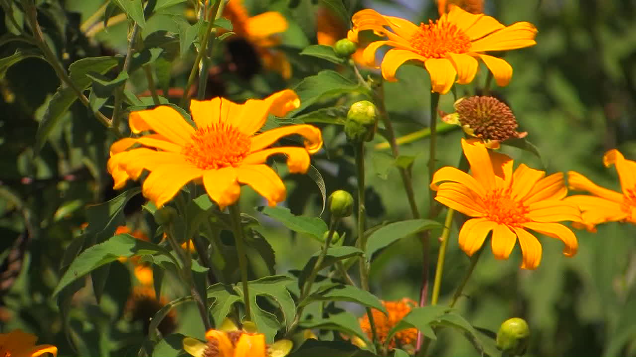 오렌지색 꽃으로 뒤덮인 식물들이 산들바람에 흔들린다