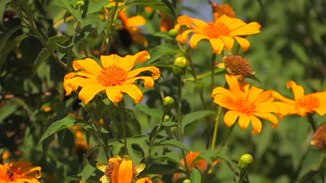 Plants-covered-with-orange-flowers-sway-in-the-breeze