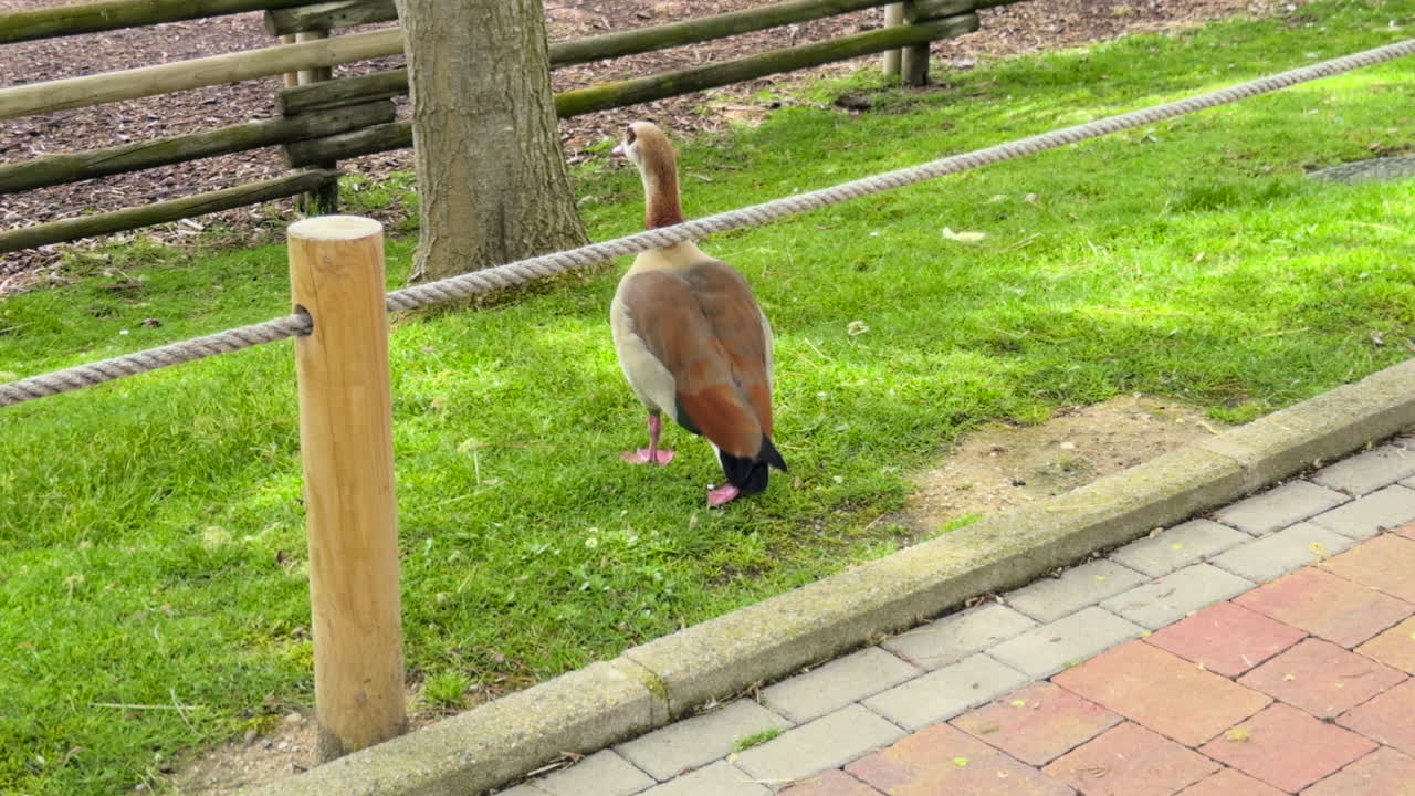 Egyptian goose walks slowly on green grass, surrounded by natural wooden fence in daylight