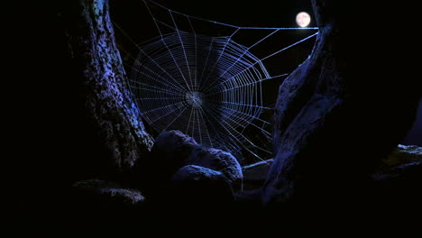 a cobweb in the woods at midnight