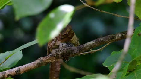 la boca de rana de java o la boca de rana de horsfield se encuentra en tailandia y otros países asiáticos