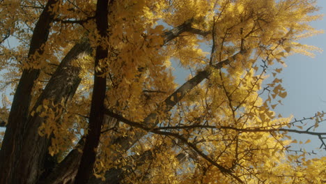 low angle rotating shot of ginko tree with yellow leaves during fall