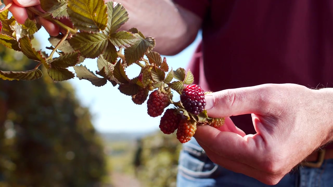 Mani che ispezionano more in maturazione su un ramo con bacche mature e acerbe. Raccolto fresco di bacche che mostra la crescita naturale, frutti dalla consistenza particolare e foglie verdi.