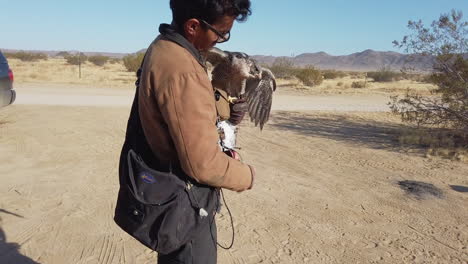 addestratore di falconeria che alimenta il falco con carne di piccione morto nel deserto