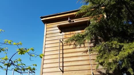 wooden dovecote with pigeon in a city park