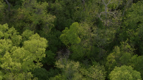 Overhead-view-of-trees-and-houses-in-the-suburbs-on-a-summer-day